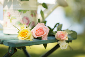 Roses with lovely watering can on a garden chair, outdoors in the garden Roses with lovely watering can on a garden chair, outdoors in the garden